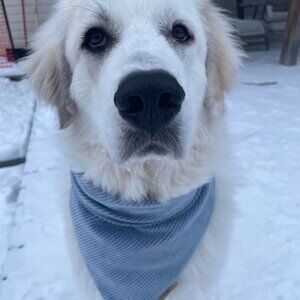 NEW Titus Soft Corduroy Dog Bandana Light Blue